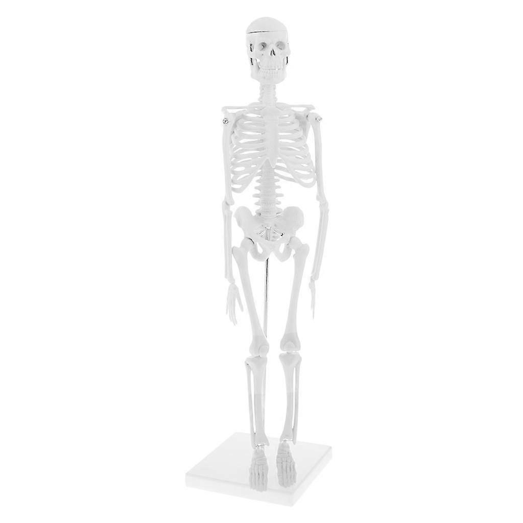 45cm Highly Detailed Human Body Skeleton Model Set School Educative Tools