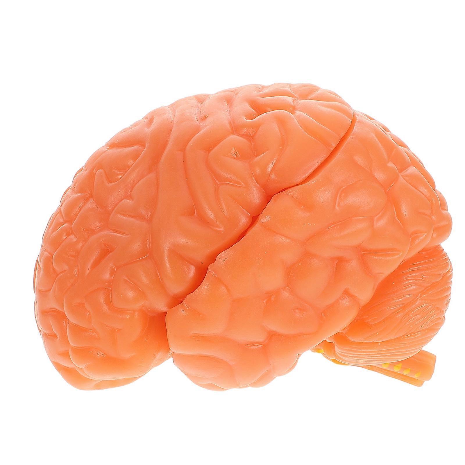 Detachable Realistic Human Brain Anatomy Model for Medical Education, Physiology Study, and Scientific Research – Teaching & Display Tool