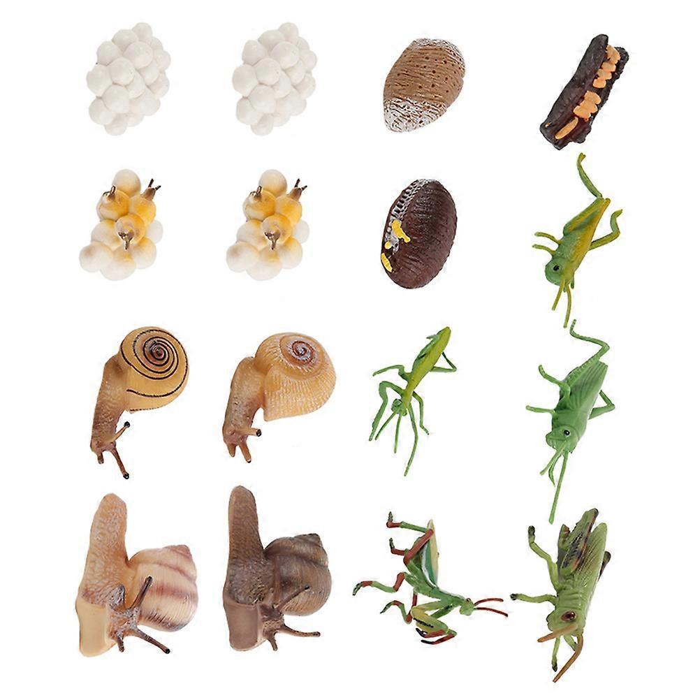 Kindergarten Animal Model Simulating Life Cycle For Kids In With Educational Purpose 16Pcs