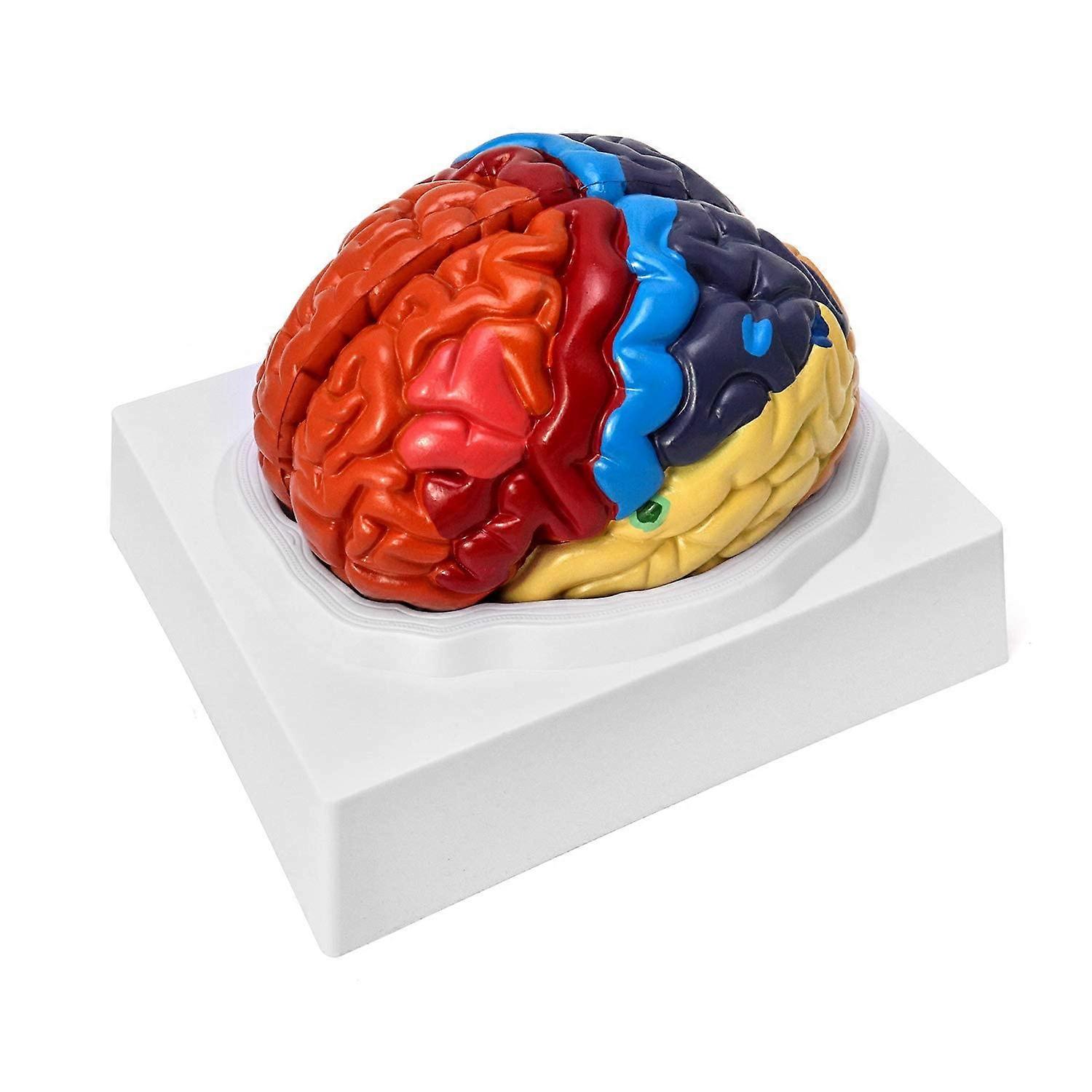 LifeSize Human Brain Model with Accurate Anatomical Details and ColorCoded Regions on Base