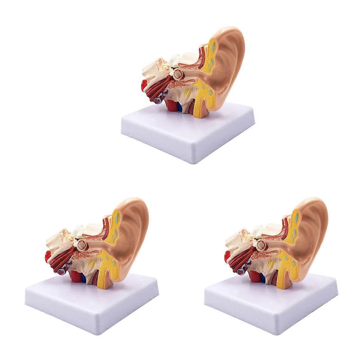 3pcs 1.5X Human Ear Anatomy Model - Professional Desktop Inner Ear Structure Simulation Model for E