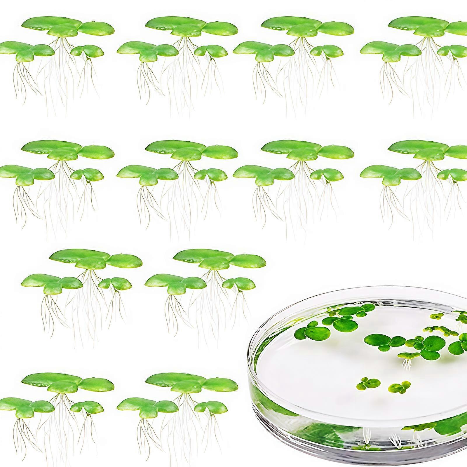 2 Pack Durable Floating Duckweed Simulation For Fish Tanks Natural Water Plant Ornaments Multicolor