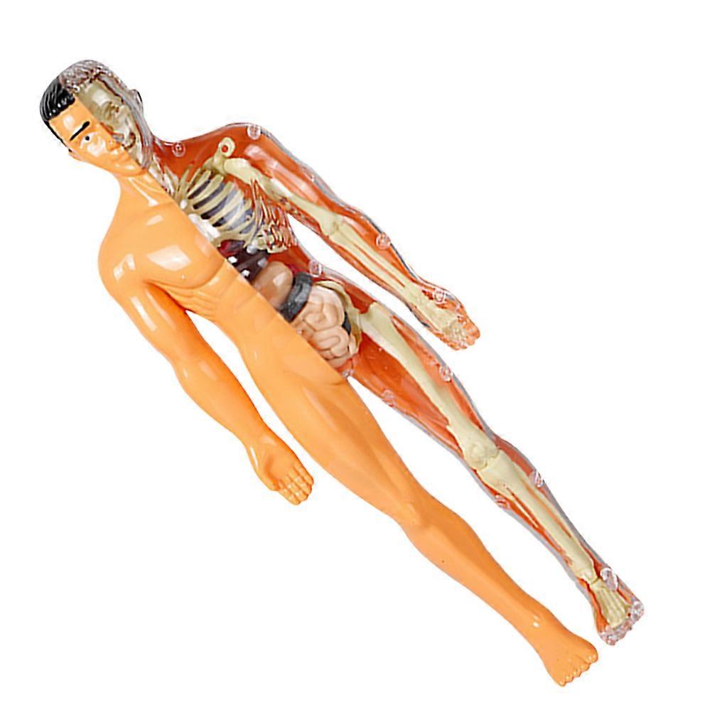 Educational Bone Assembly Model for Playing 1Set Human Anatomy Puzzle