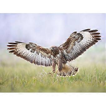 BIRDS OF PREY  Jigsaw Puzzles TD935