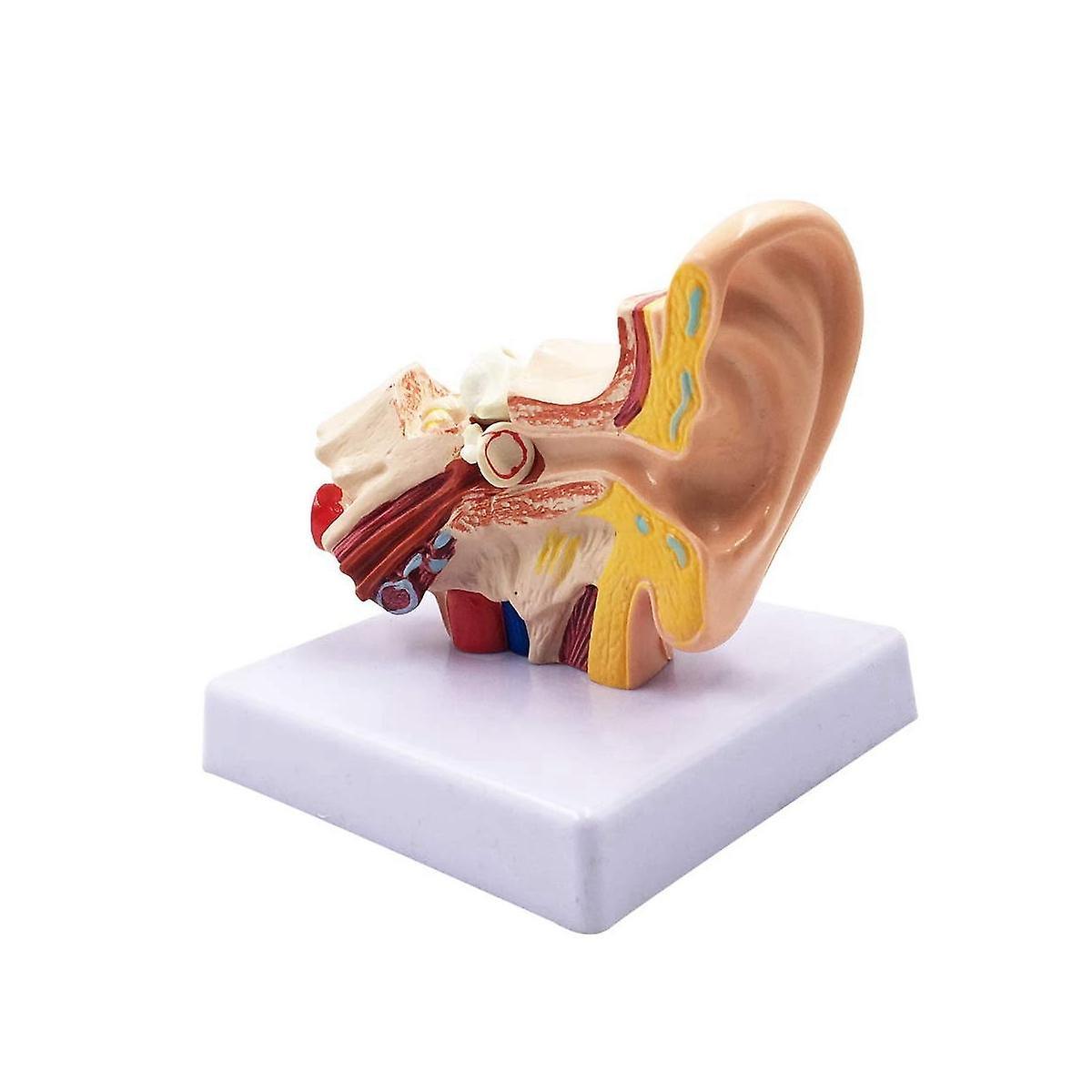 Model de anatomie a urechii umane 1.5X - Model profesional de simulare a structurii urechii interne pentru educație