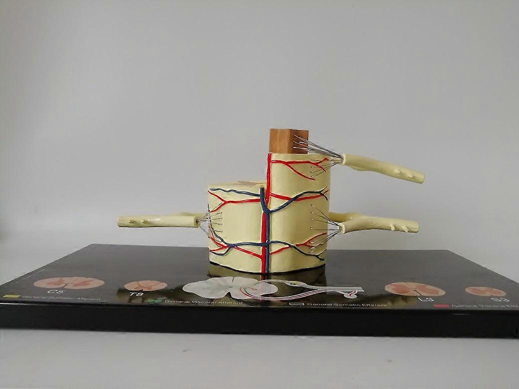 Spinal Cord Nerve Anatomical Model 5 Times Sumal Ventral Dorsal Coccygeal Root Teaching Resources