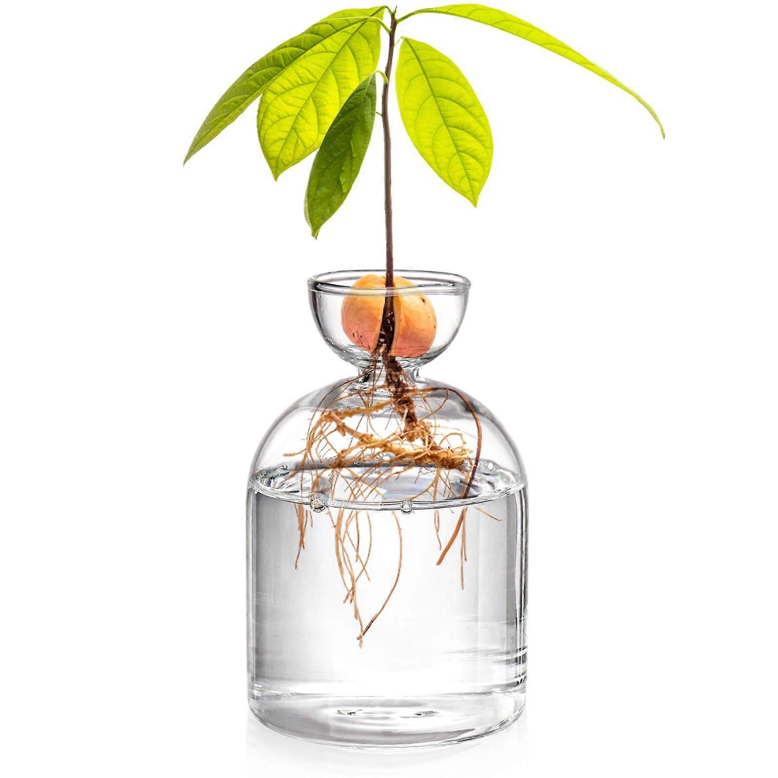 Glass Avocado Seed Starter Vase, Sprouting Seed Starter Planter Pot, Avocado Tree Growing Kit
