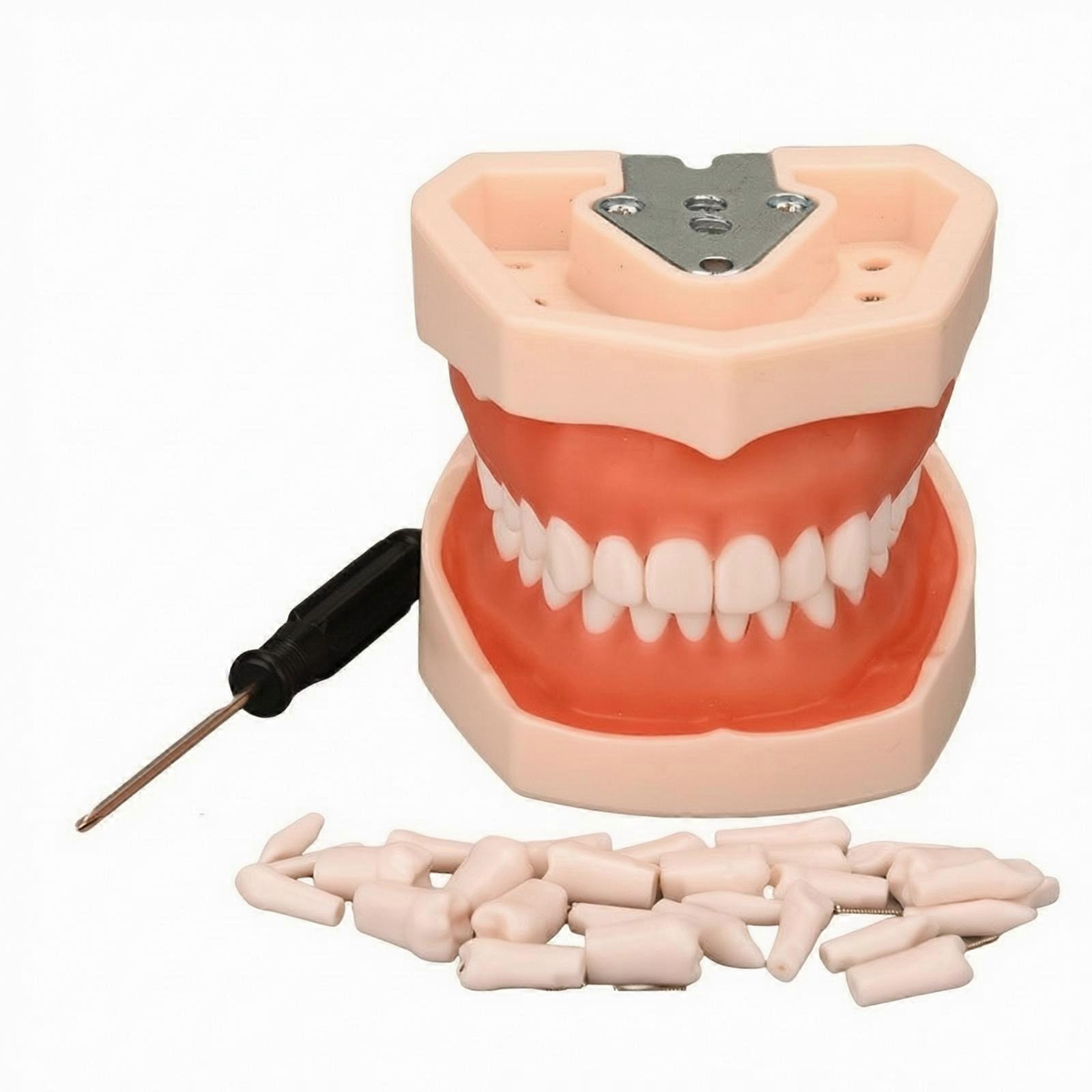 Typodont Teeth Model with Removable Teeth Adjustable Dentoform
