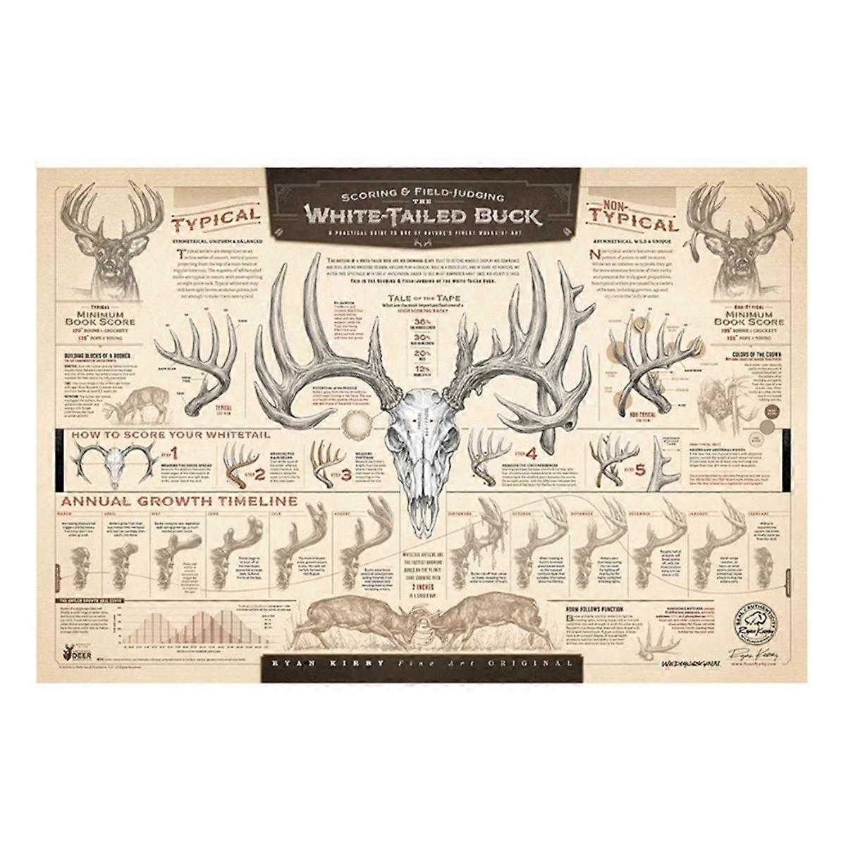 "The Growth and Maturity of the White-Tailed Buck" Paper Print A