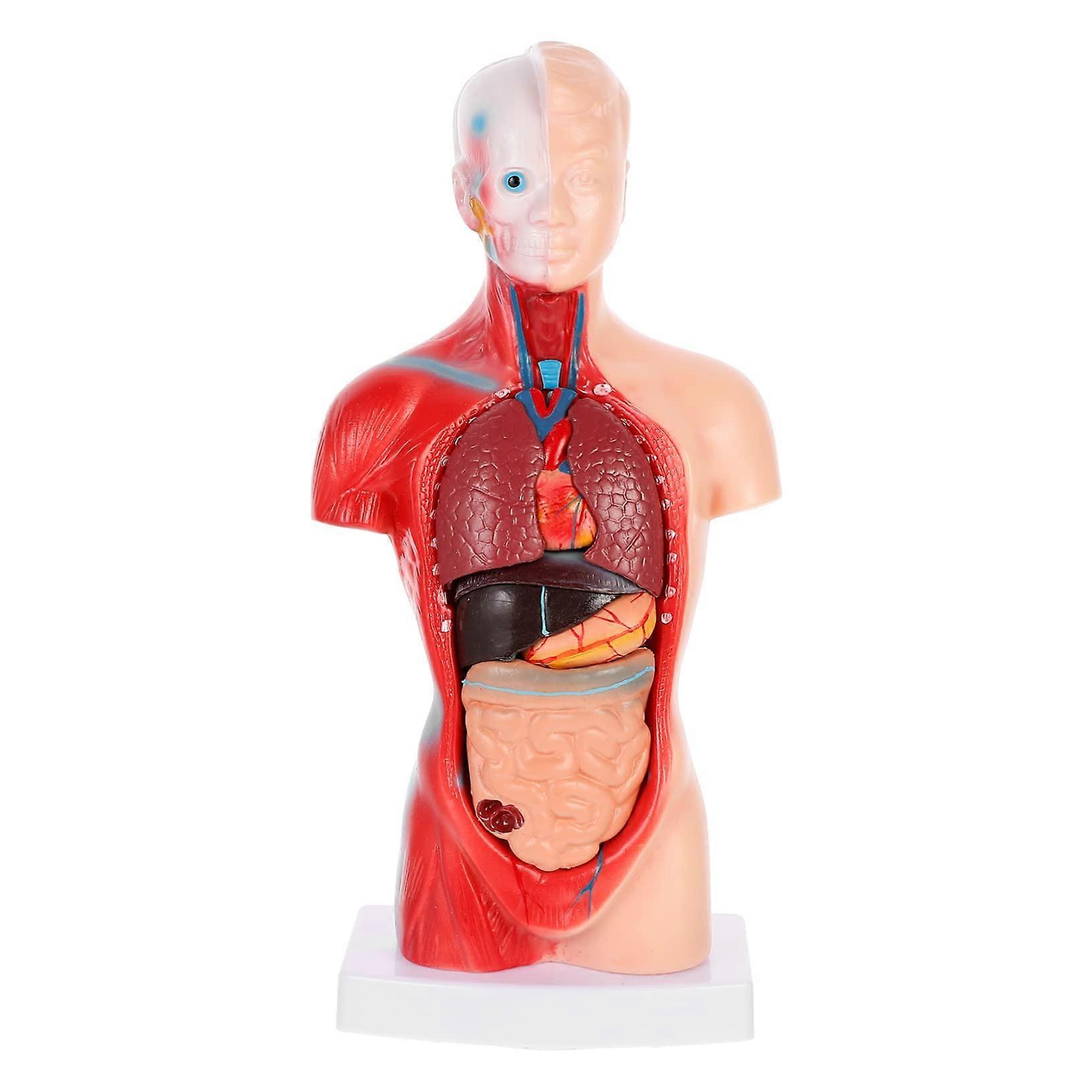Human Anatomy Model with Detachable Organs for Classroom Learning and Student 3D Body Torso