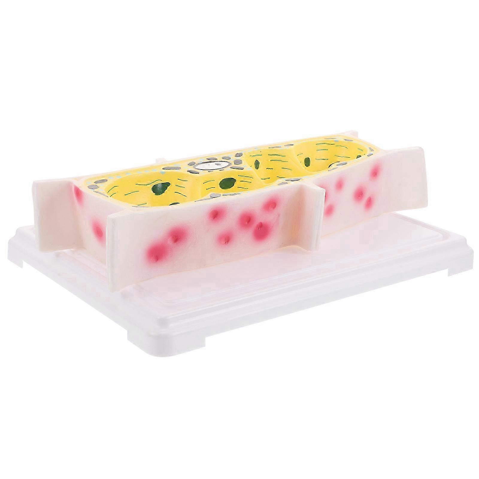 Plant Cell Model Science Classroom Model for Teaching Demonstrations