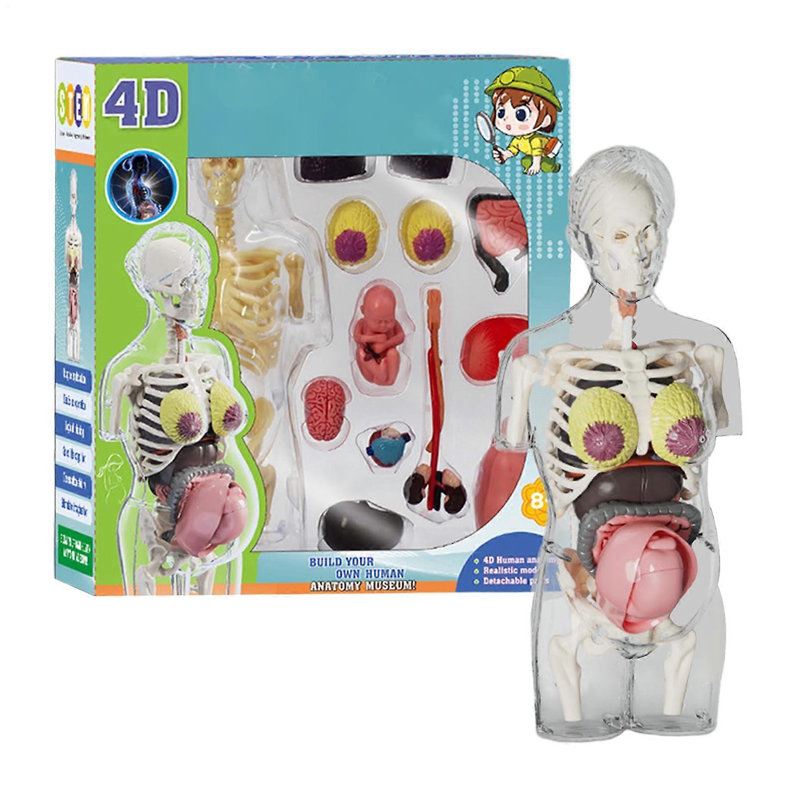 Body Parts For Kids: Pregnancy Anatomy Model, Movable Skeleton Kit, STEM Bone Structure Toy