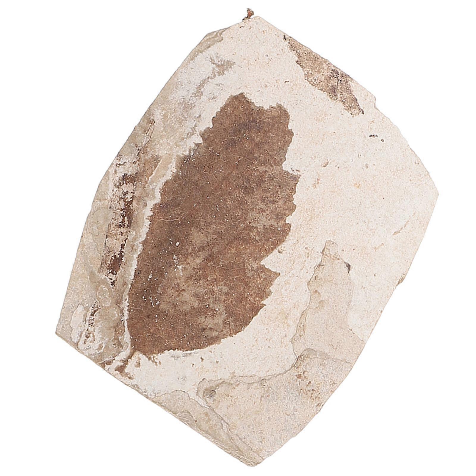 Science Teaching Fossilized Leaf Natural Leaf Collection Specimen Random Style