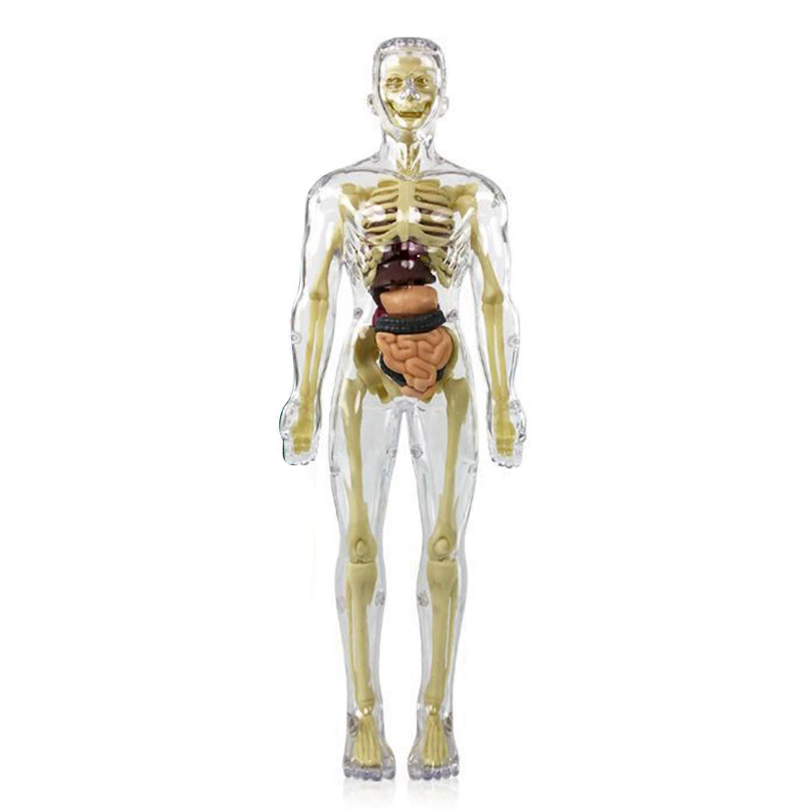 Εκπαίδευση μοντέλο ανθρώπινου σώματος αφαιρούμενο εξομοιωτικό μανεκέν για εσωτερικούς χώρους