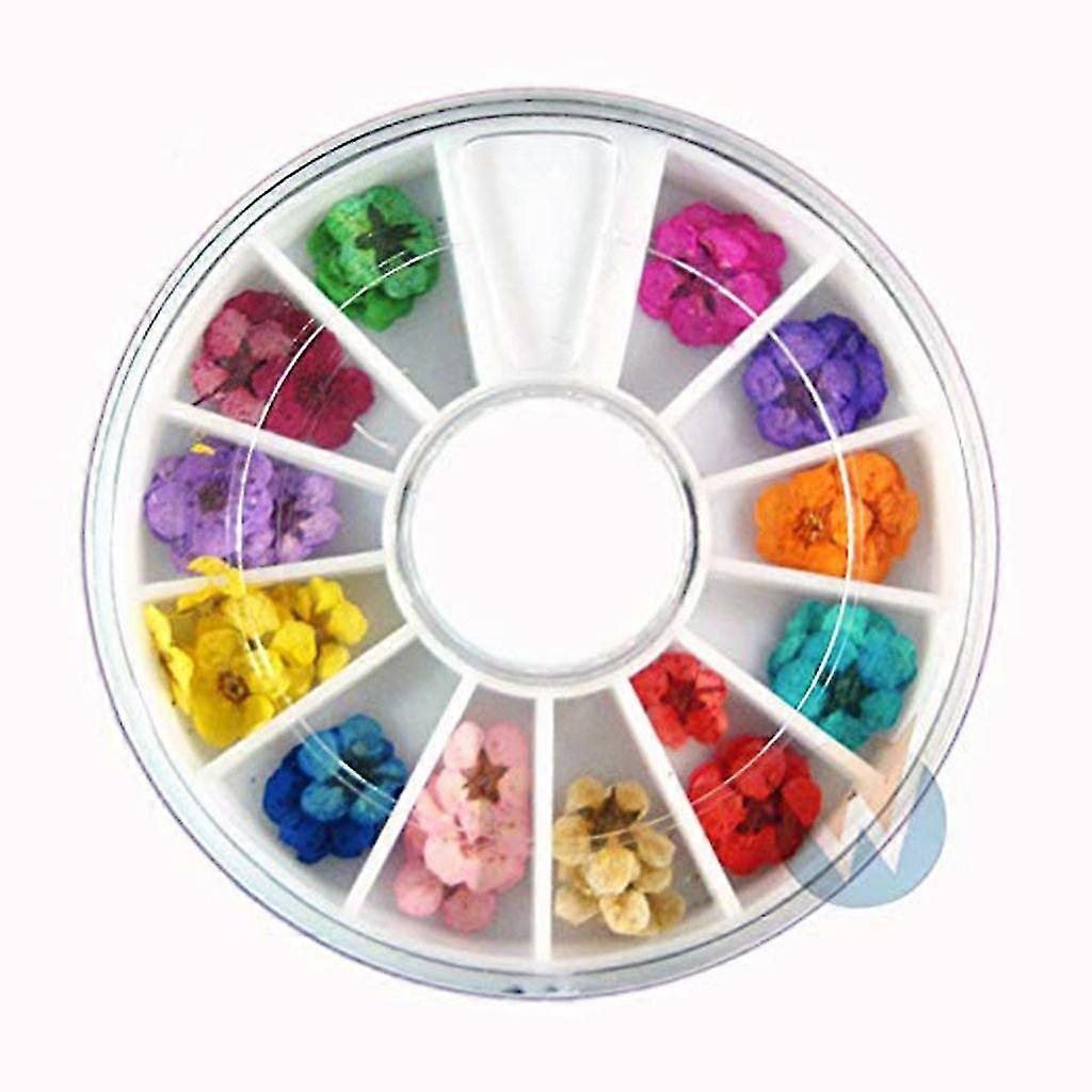 Art Accessories Real Dry Dried Flowers 12 Colors Bundle Set In Wheel