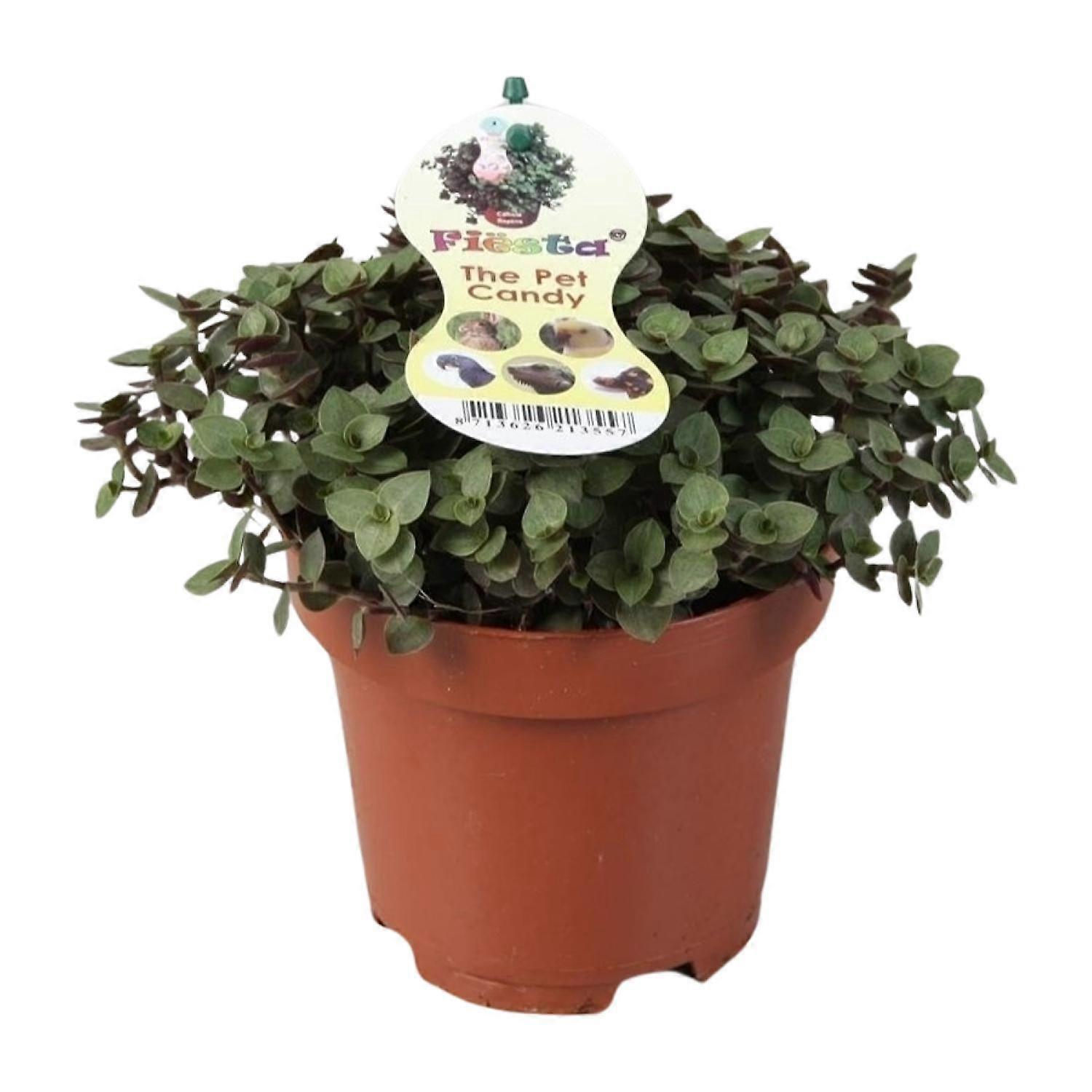 Callisia Repens - 17cm - Ø12cm