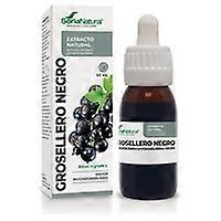 Blackcurrant Extract (XXI Formula) 50 ml