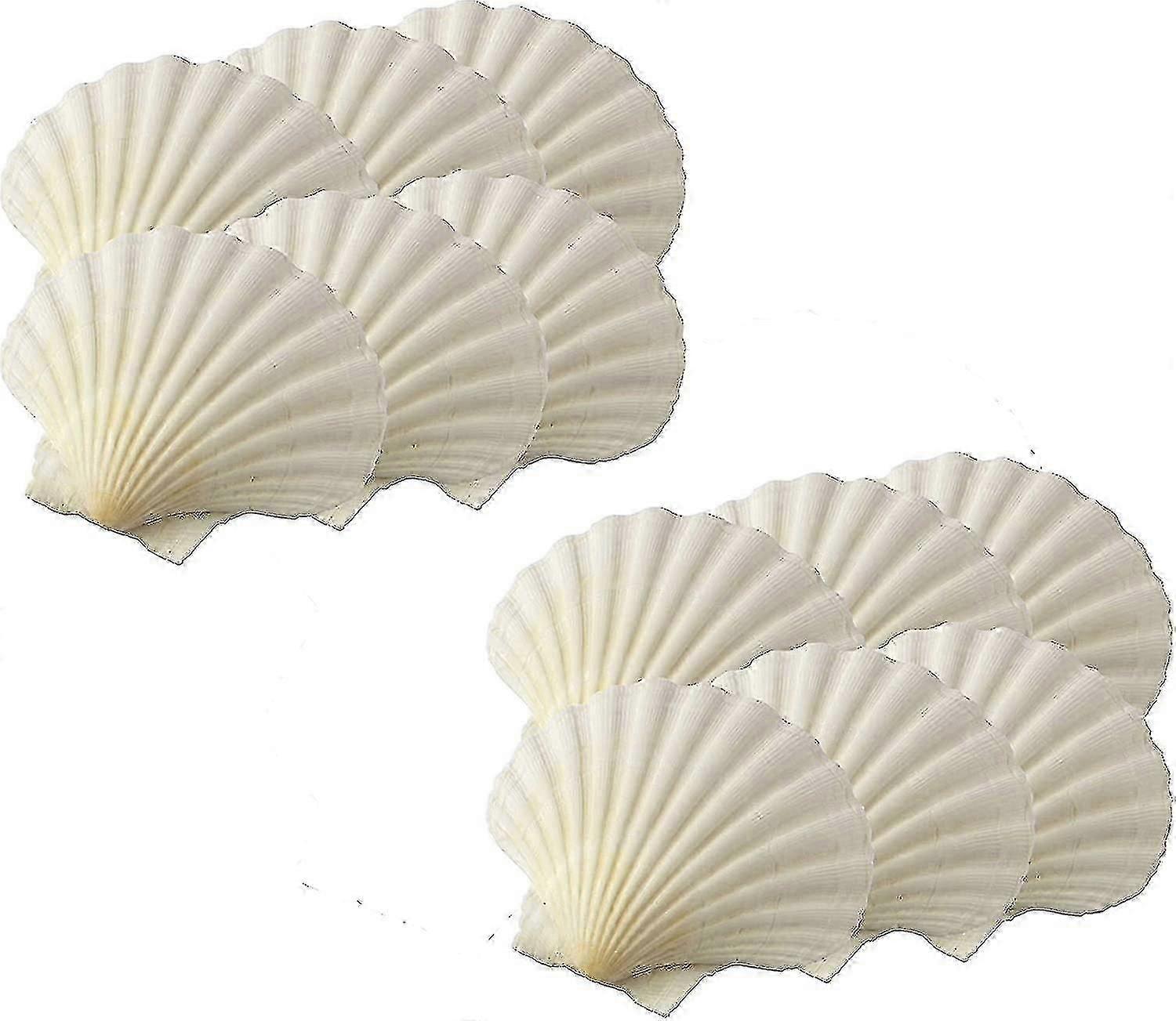 Maine Man Baking Shells, 3,25 polegadas, conjunto de 12, concha natural (edição limitada)