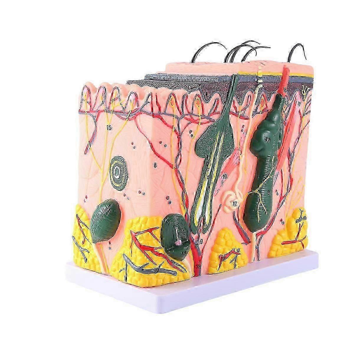 Exquisite Haut Modell Haut Haarstruktur Vergrößertes Modell Anatomie Modell Wissenschaftliche Anatomie kompatibel Klassenzimmer