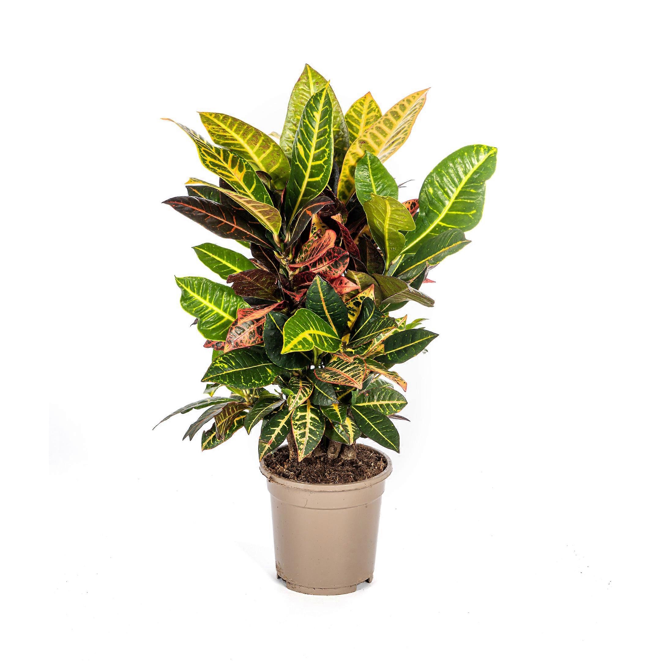 Codiaeum 'Croton' Petra - 40-60cm - Ø17cm
