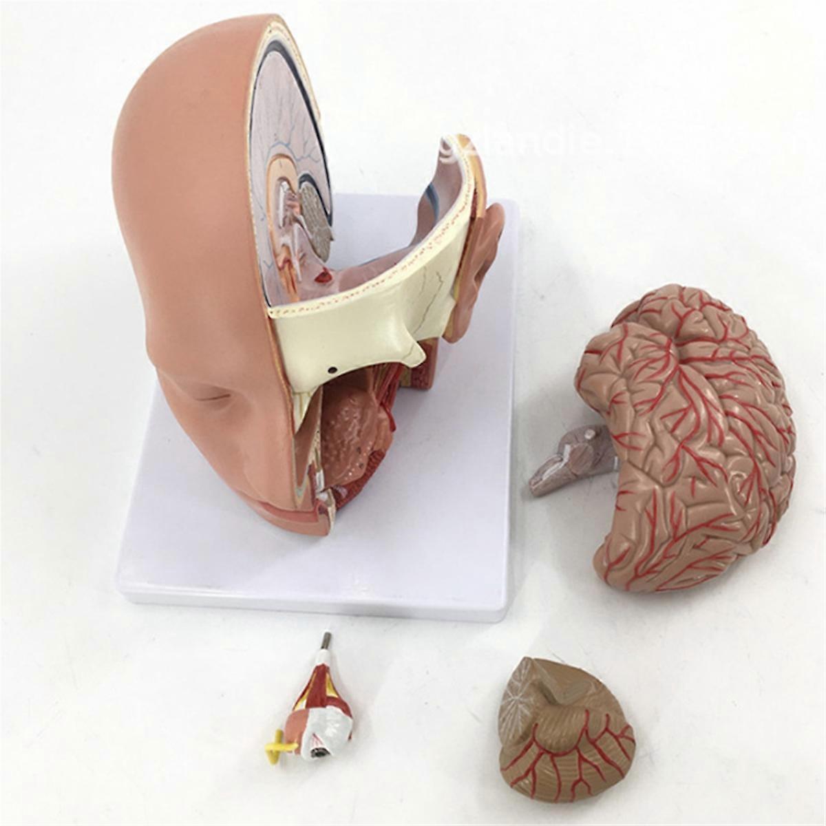 Human Head Anatomy Model Head Brain -Section Anatomy
