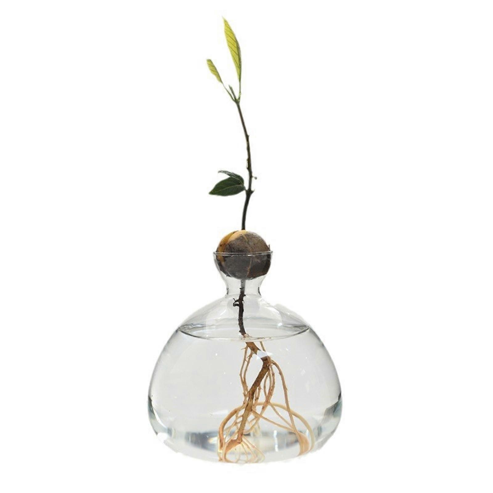 Avocado Seed Growing Starter Vase Hydroponic Glass Planter Avocado Tree Growing Vase Clear Propagation Jar Container