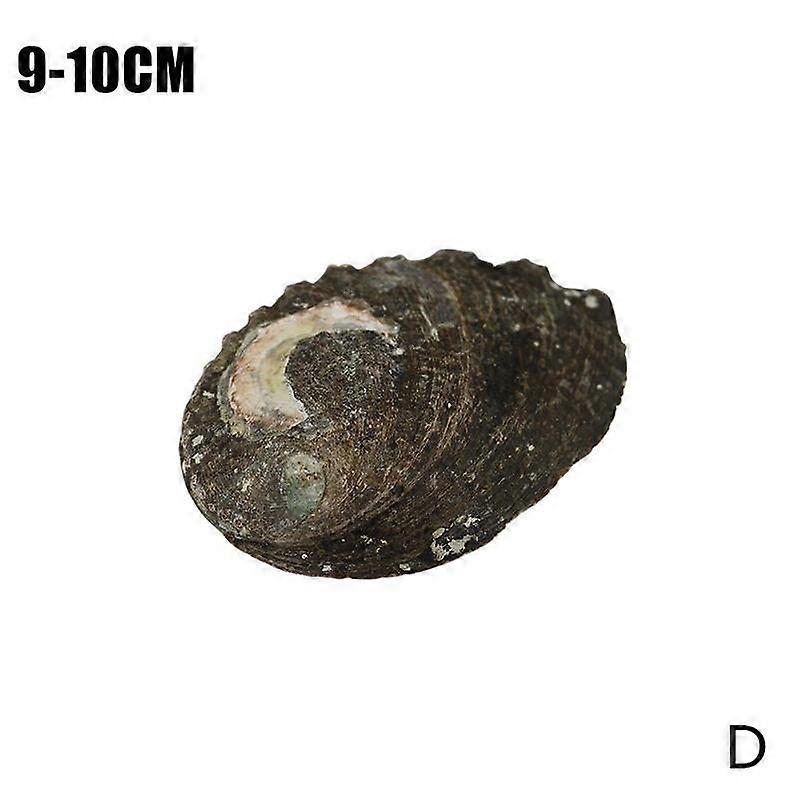 9-10 cm (one) (D) $ Natural abalone shell original color BKHL shell fish tank aquarium creative