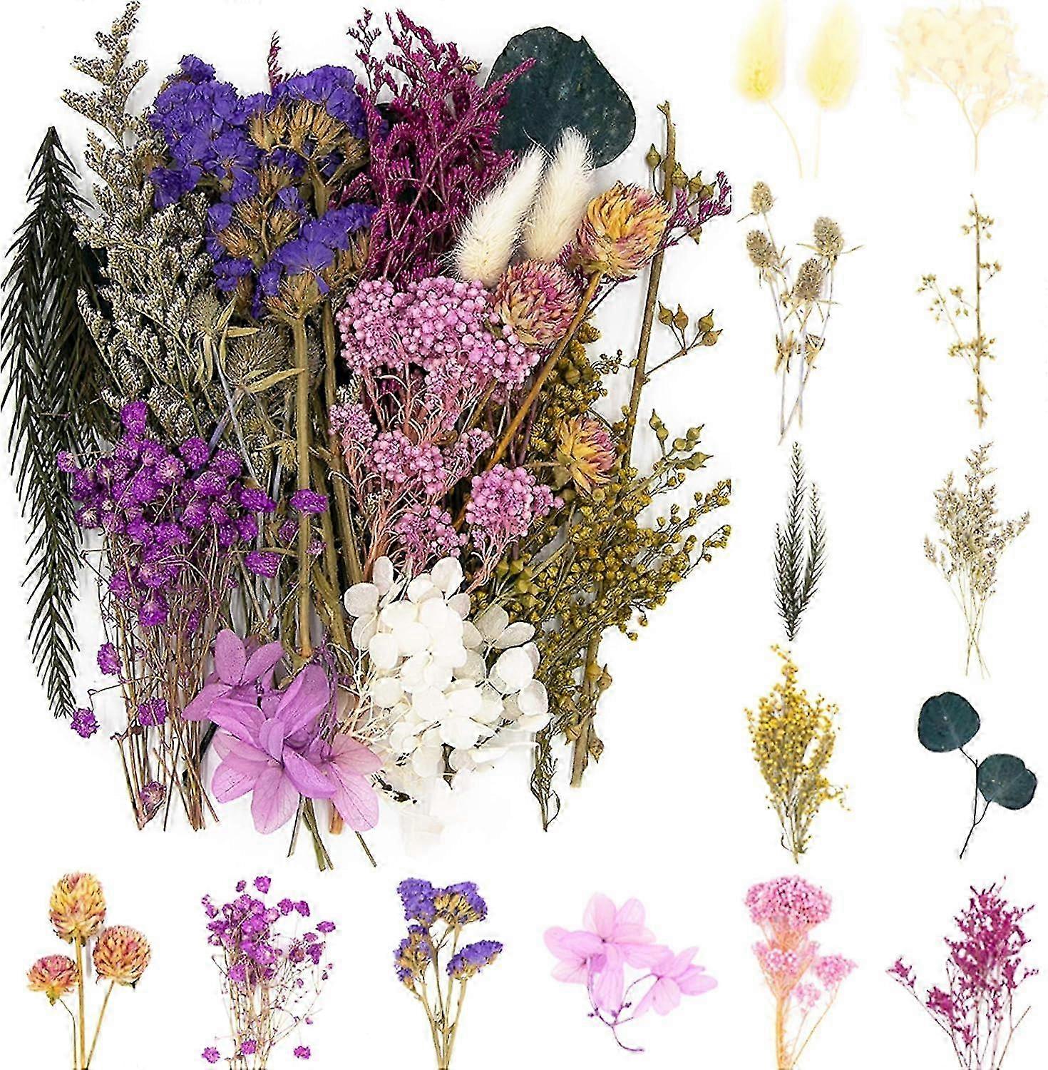 Real Dried Pressed Leaf Flowers-Multiple Colorful Pressed Flowers Daisies for Craft Resin Jewelry Making Art Craft DIYViolet