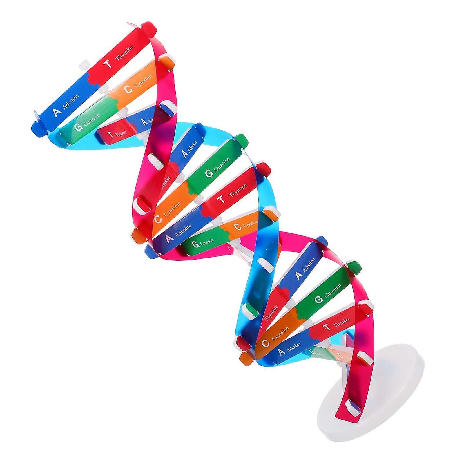 Biology Classroom Models Double Helix Dna Spiral Wooden Material Thinking And Analytical Skills Training Kids 1Set