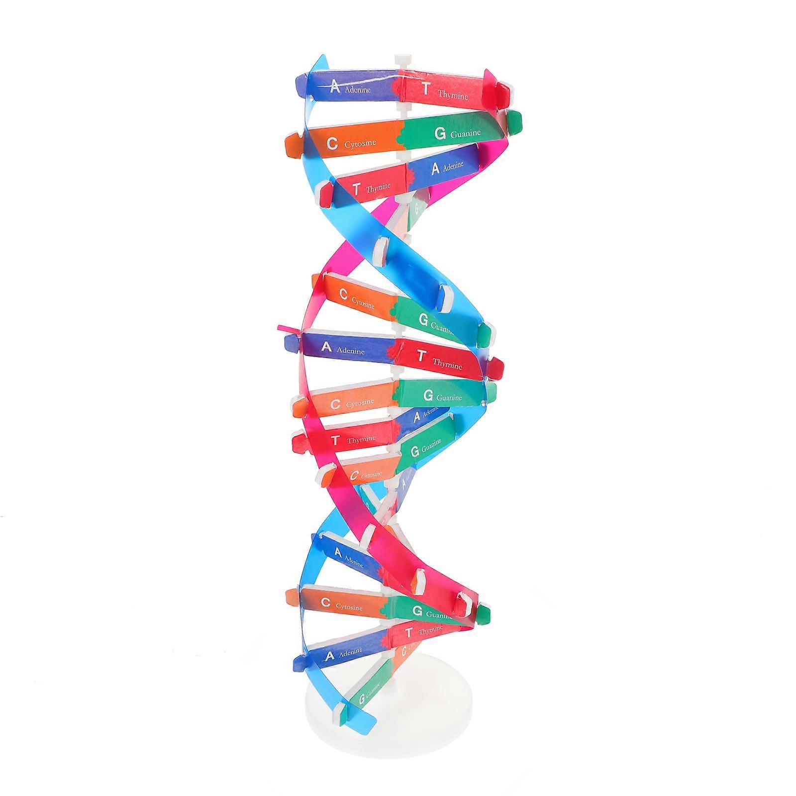 Dna Model Biology Teaching Aids for Home Use 2Pcs Assembly Kit