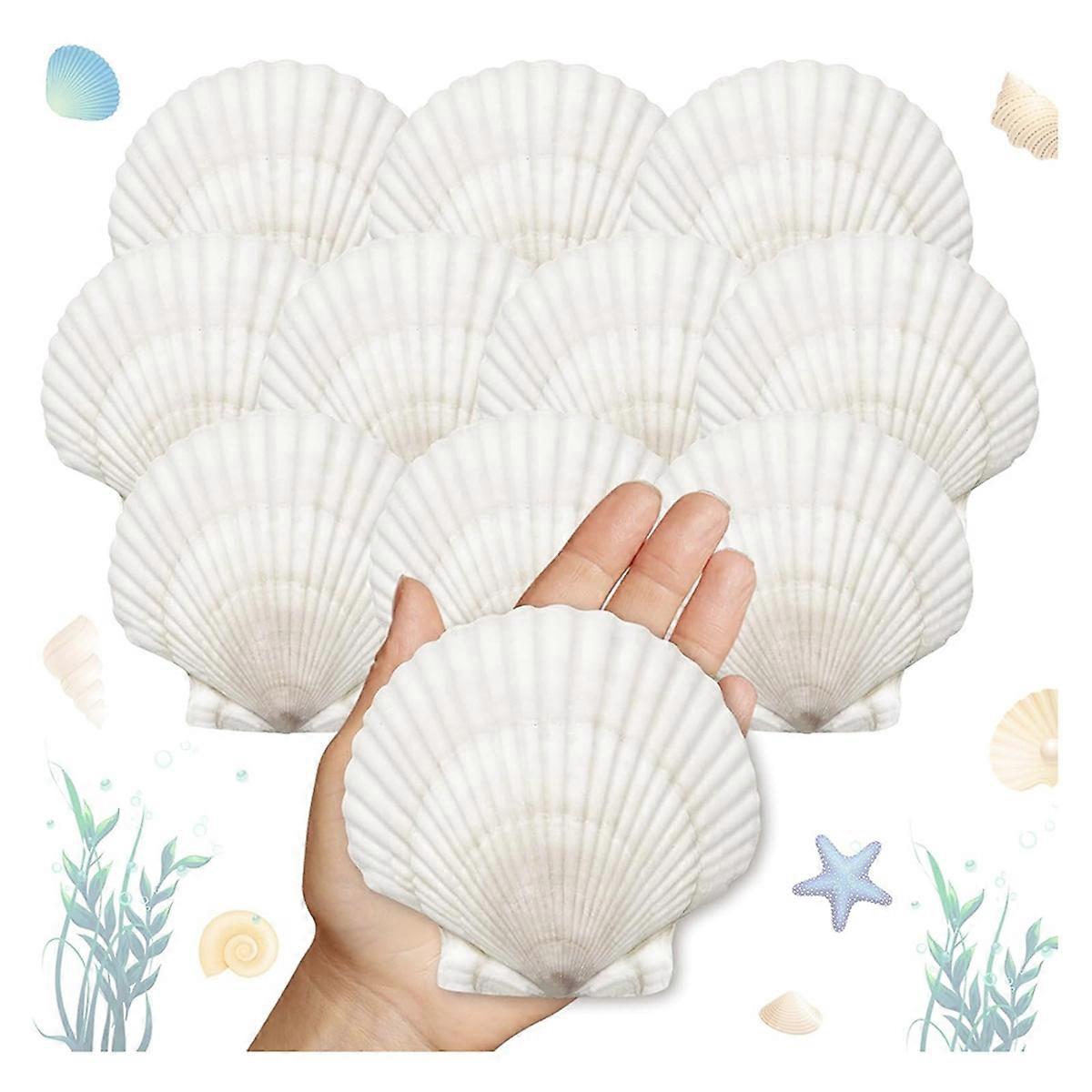 25pcs Large Scallop Shells for Crafts 4-5inch White Scallop Shells