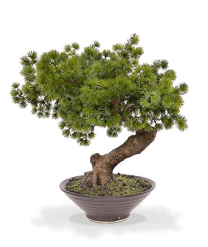 Pine Bonsai tree (40 cm)