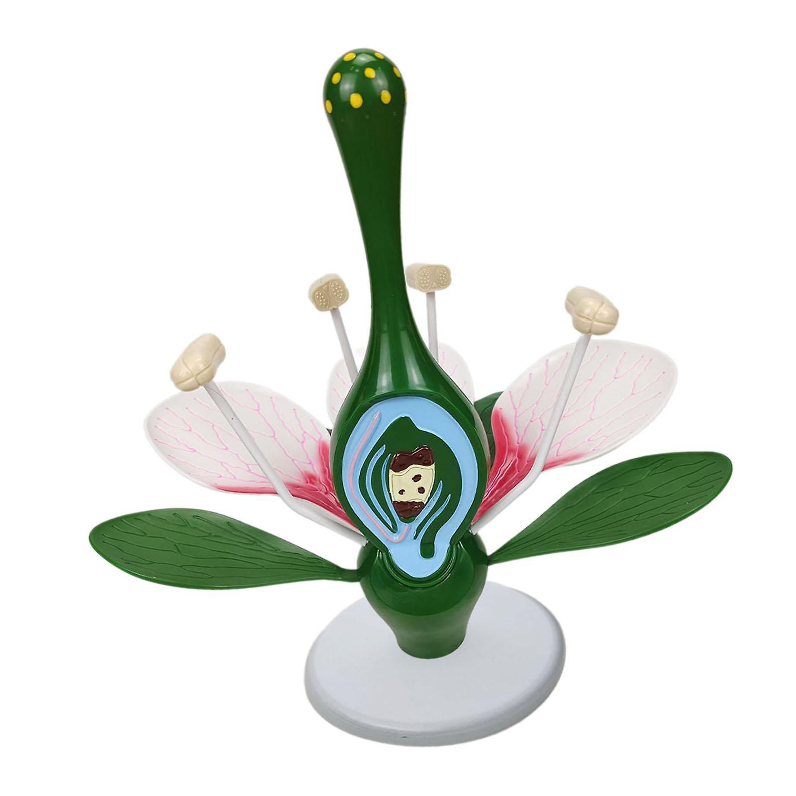 Dicot Flower Model Teaching Tools Lightweight Sturdy Practical Learning Toys