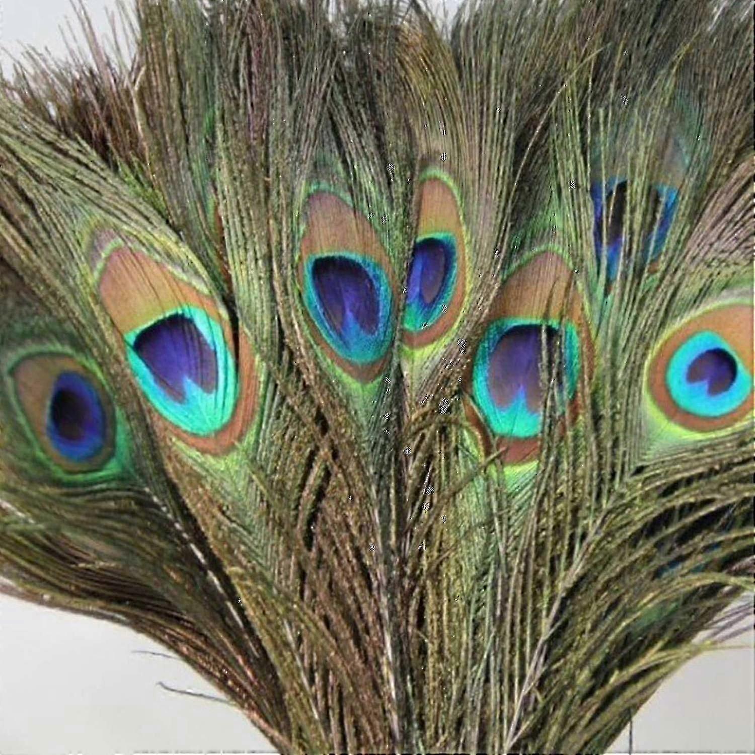 Pacote de 25pc Penas de Pavão Naturais 10-12 Polegadas---Código12450