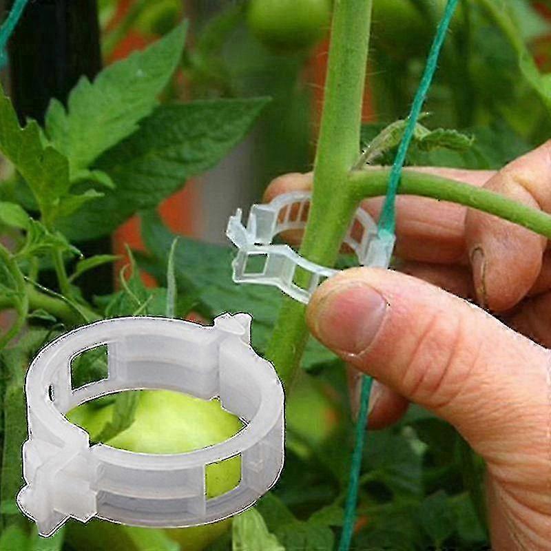 50st tomatklämmor för spaljéväxter stöder fästning