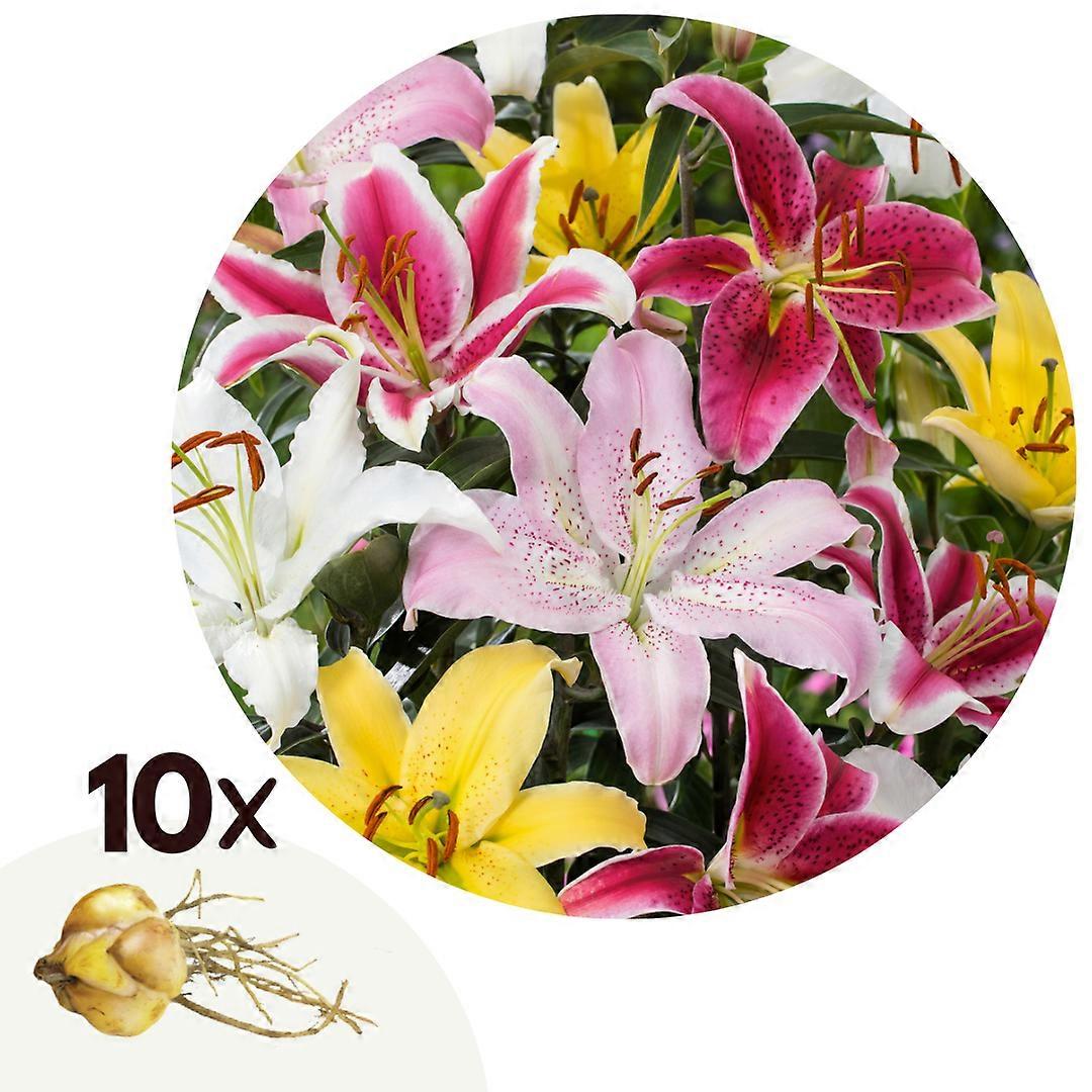 Lily - 10 pcs. - Lilium orientalis - Root balls