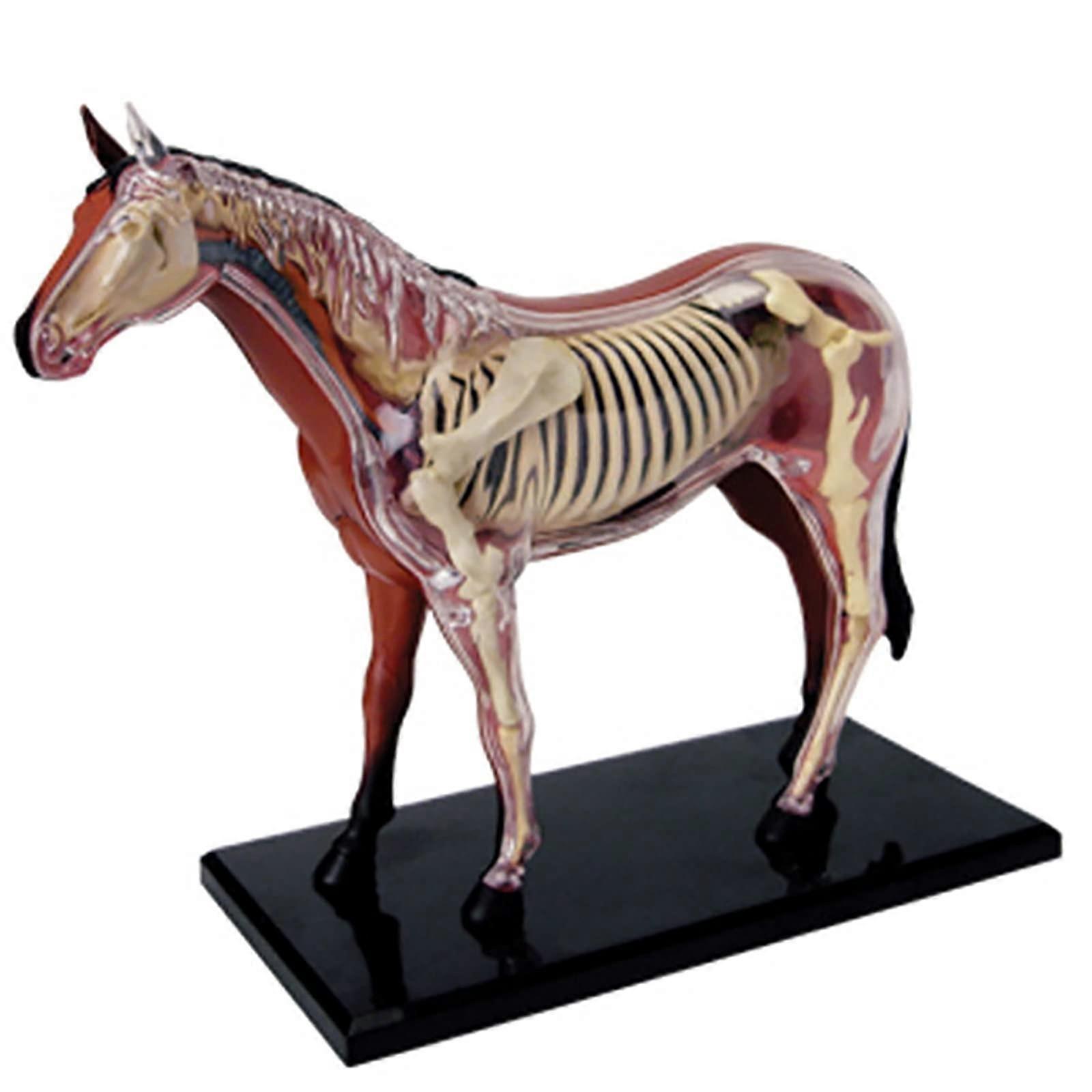 Horse Anatomy Model 4D Detachable Puzzle with Organs for Veterinary Students and Interactive Learning