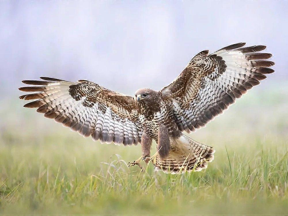 Quebra-cabeças de Aves de Rapina GU539
