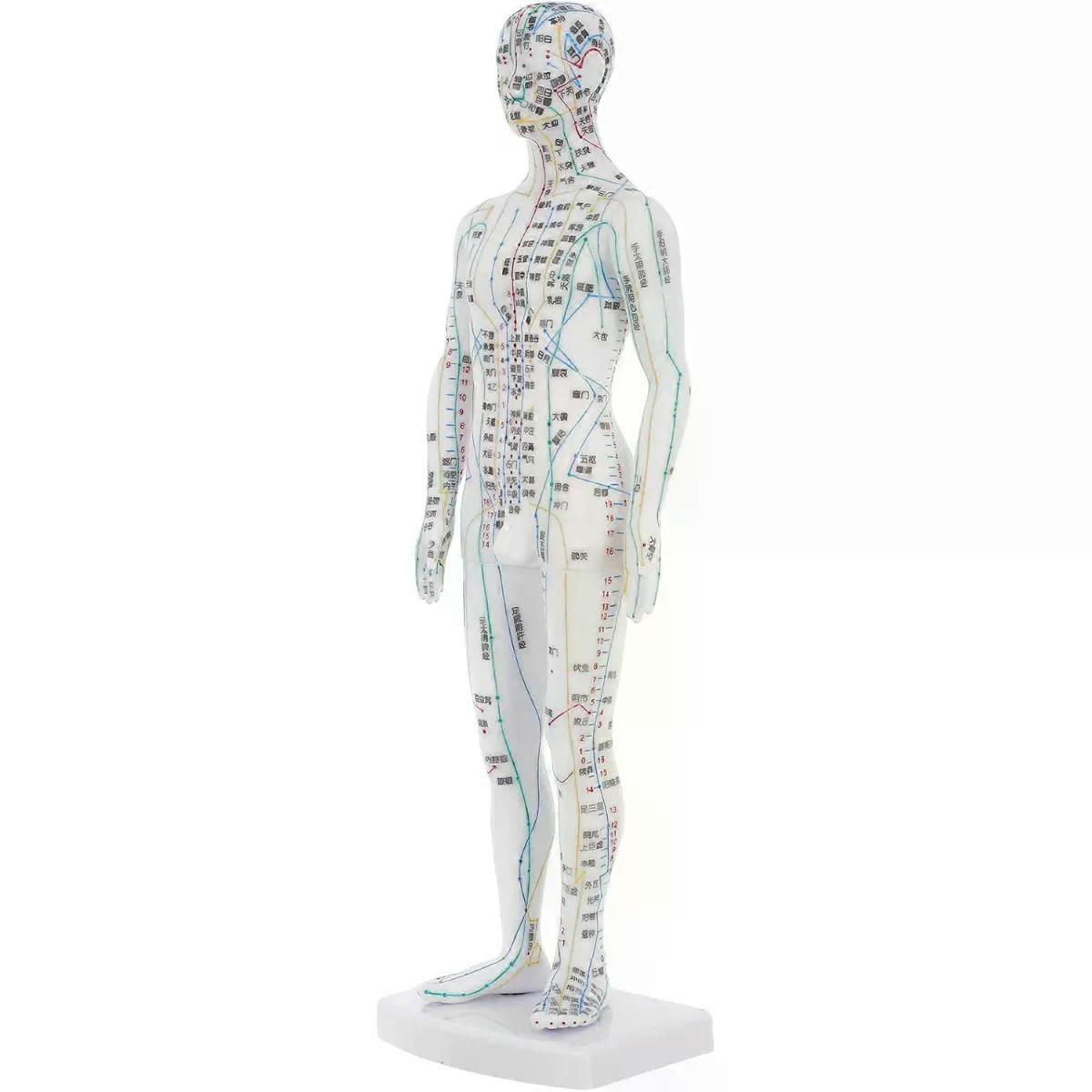 Body Acupoint Acupuncture Training Model White Plastic Mannequin