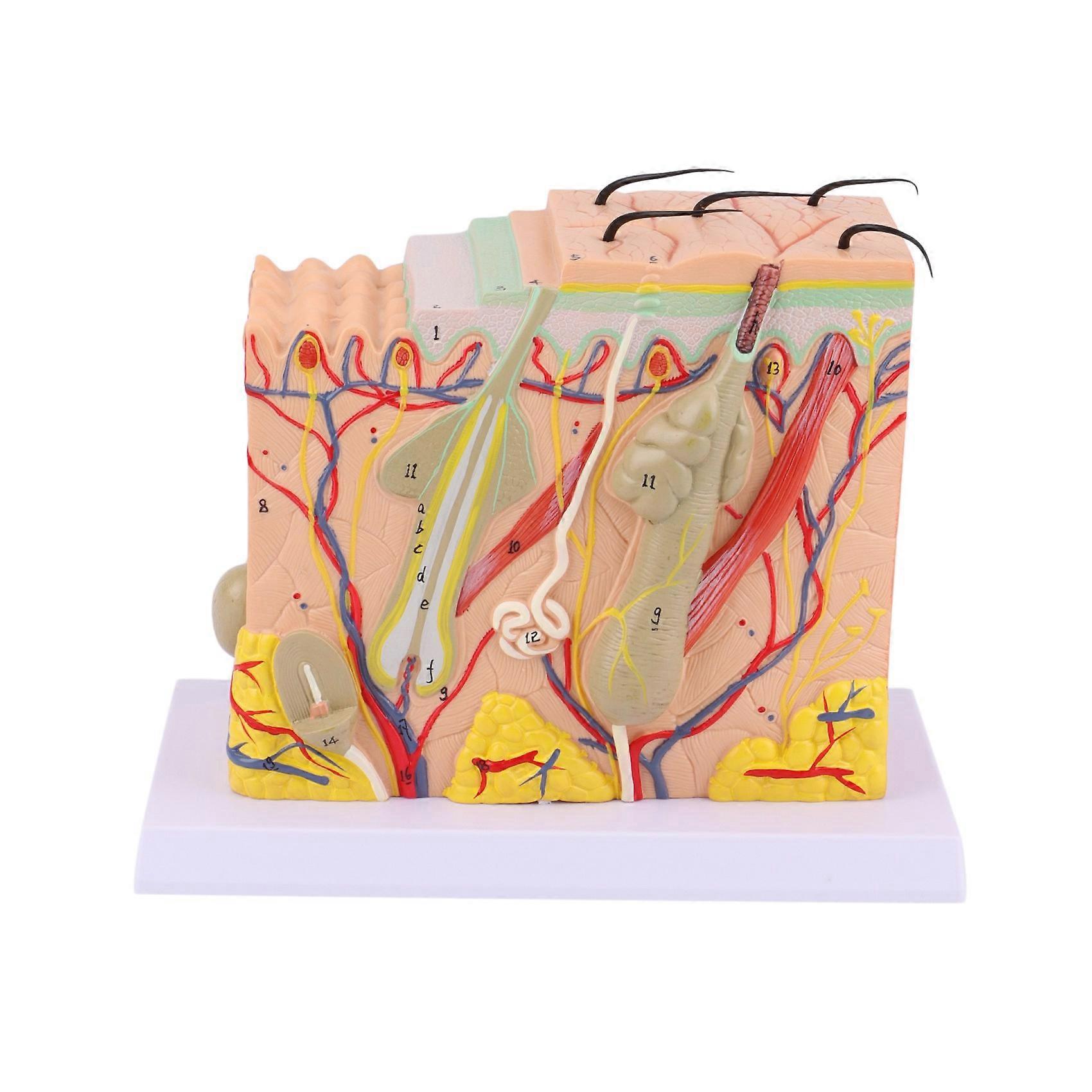 70 Times Skin Model Human Skin Structure Model Hierarchical Structure Skin Magnification Anatomy Te