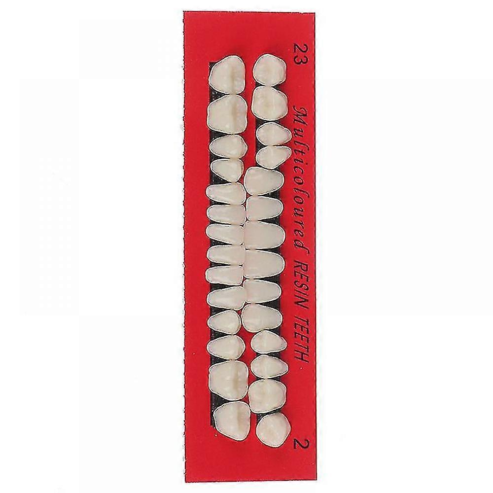 28pcs Set Universal Resi False Teeth Resin Teeth Model