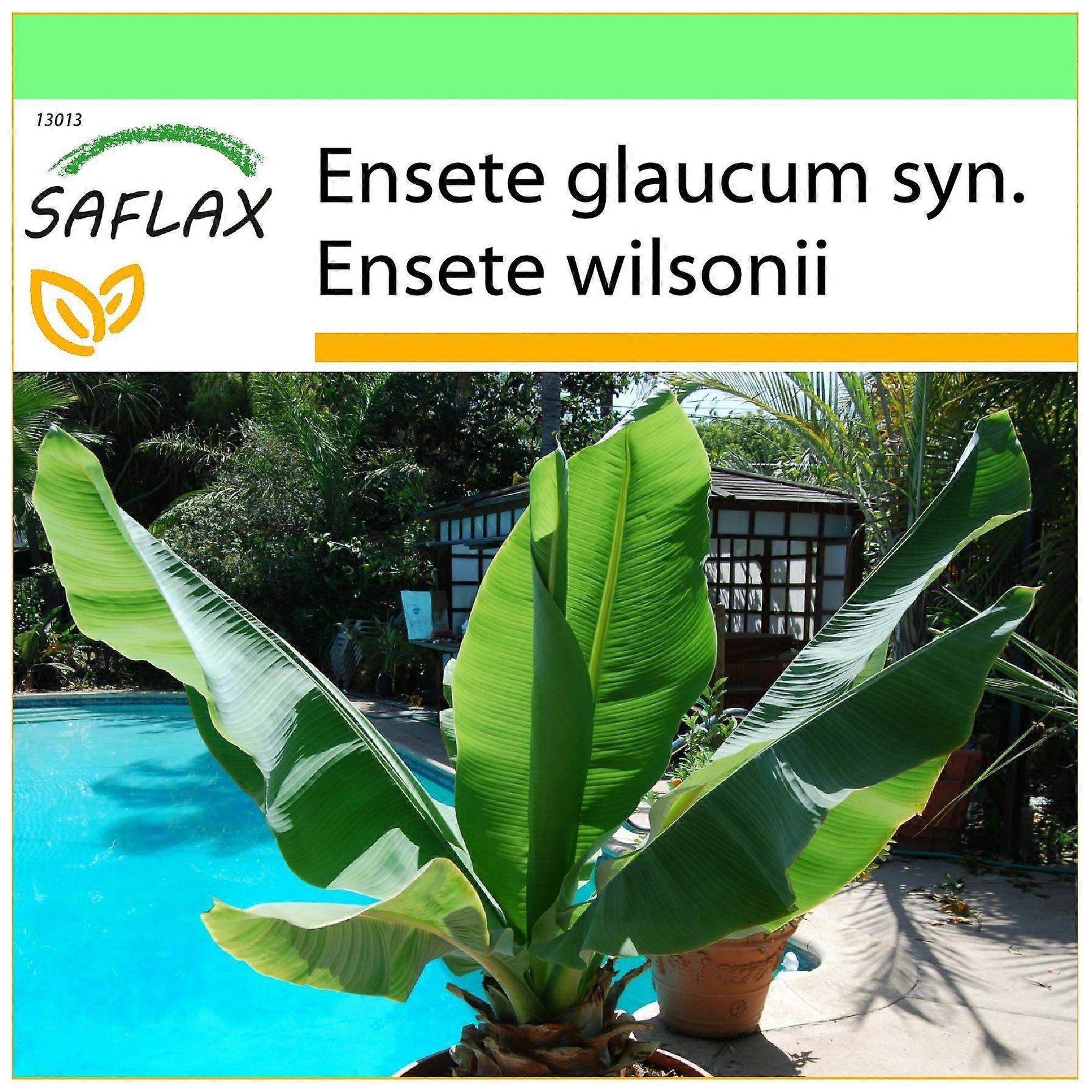 Saflax - Garden to go - 10 seeds - Snow Banana - Bananier des neiges - Grande banano delle nevi - Falso plátano - Große Schneebanane