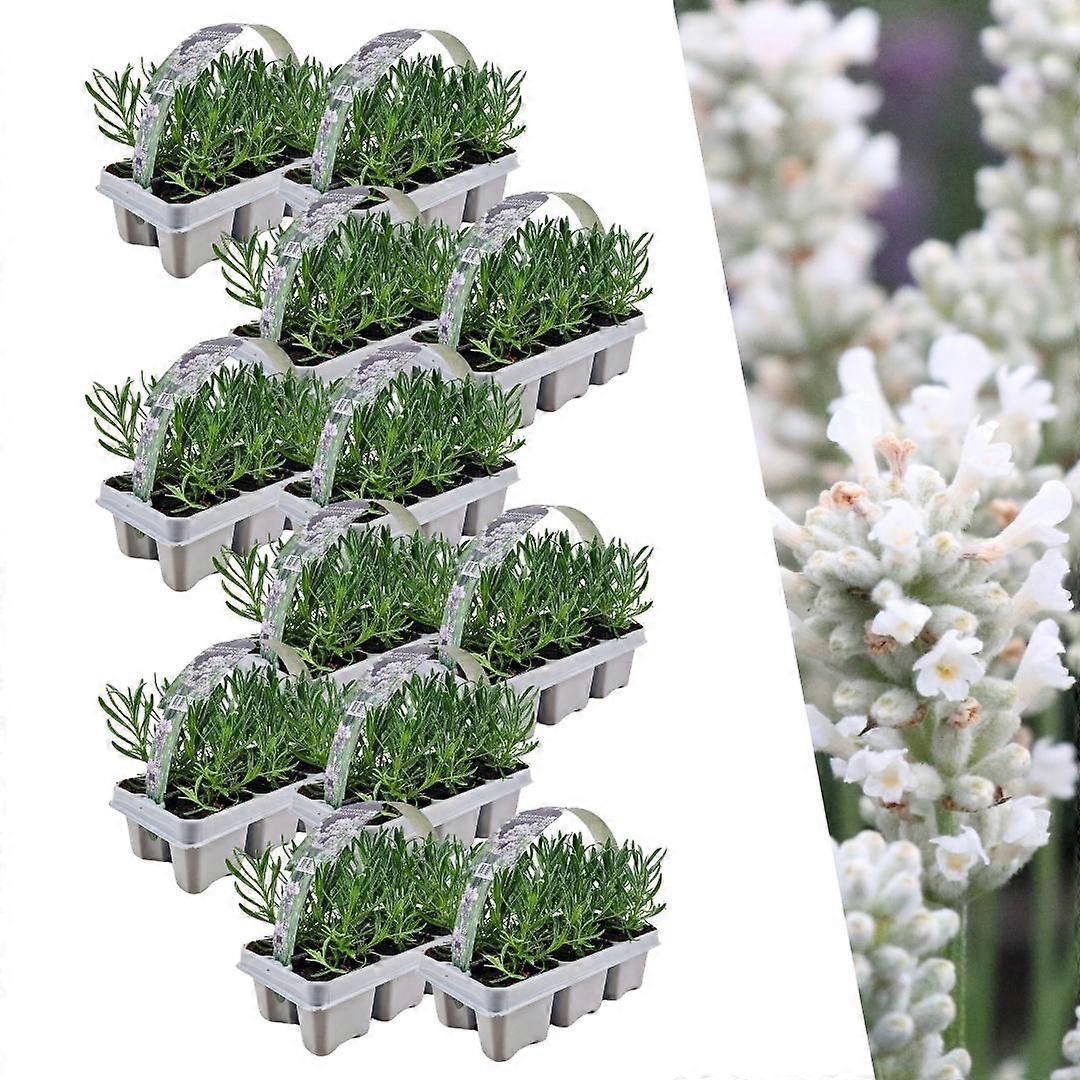 Lavendel angustifolia wit | 72 stuks - 15cm - Ø7cm