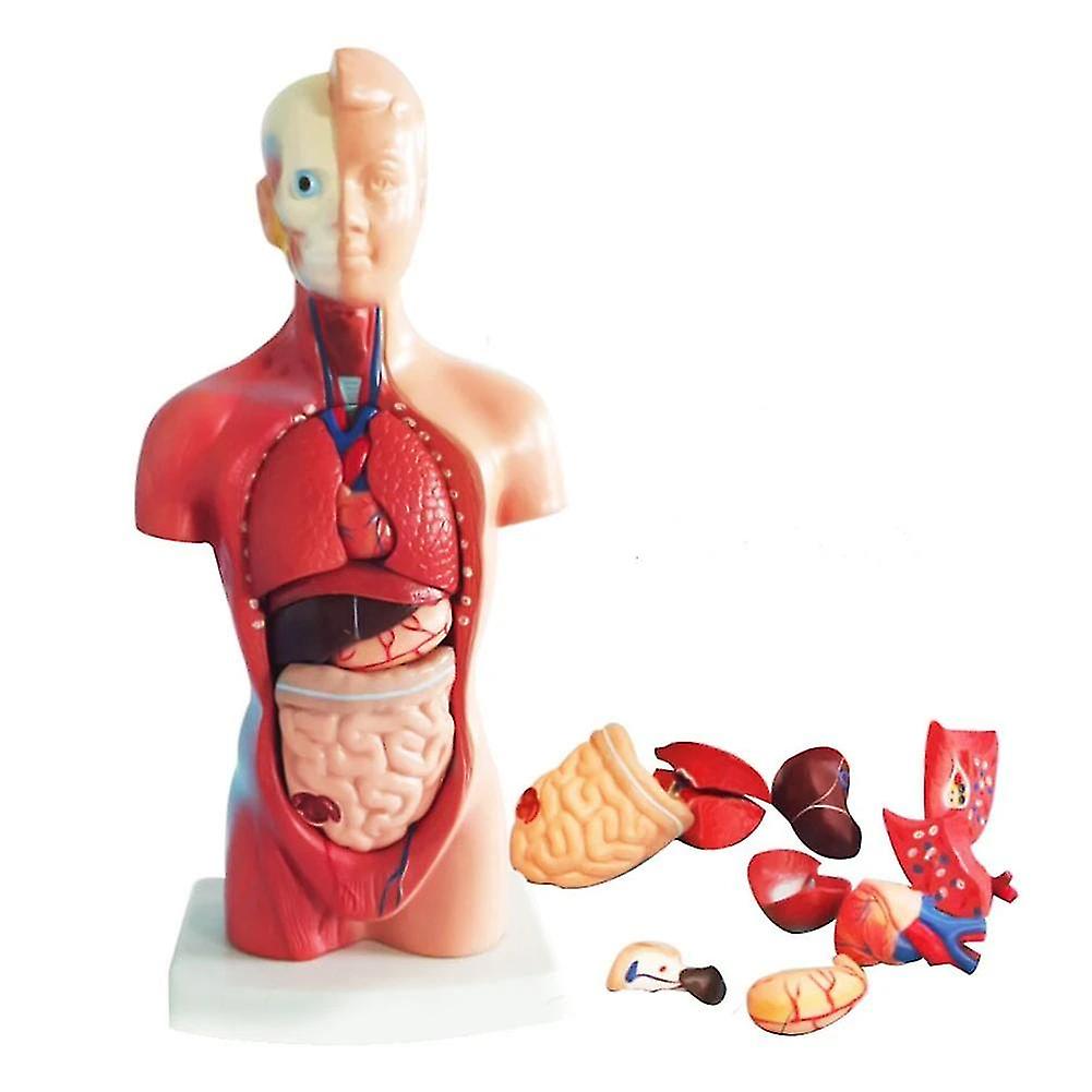 4d- Anatomical Assembly, Human Organs Model For Teaching Education