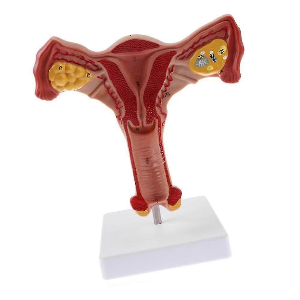 1:1 Menschliche weibliche Gebärmutter Eierstock Eileiter Anatomische menschliche Anatomie Lehre
