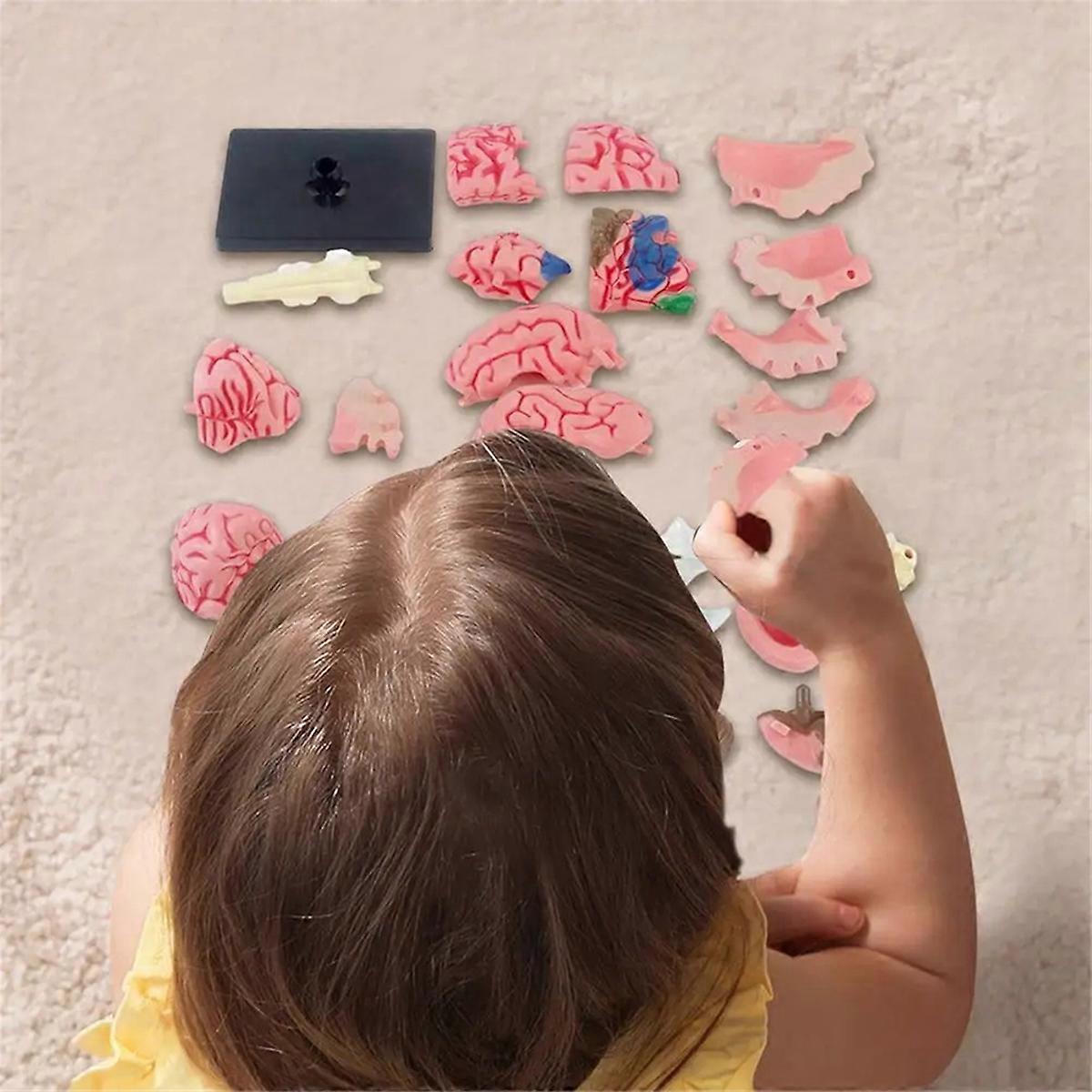 New 4D Human Brain Model Kids Scientific Medical Teaching Anatomical Model Lab Display Model DIY Assembling Model