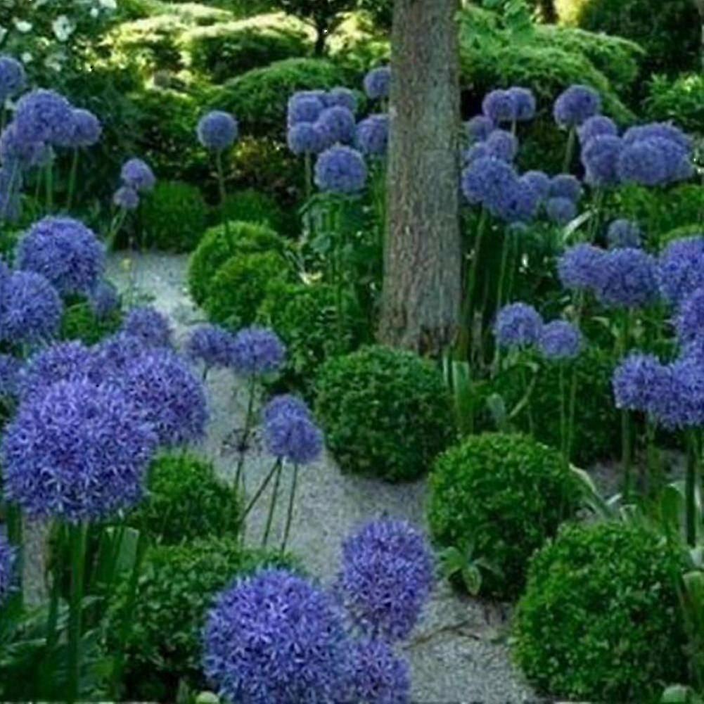 100 عبوة من مصابيح زهرة Allium Giganteum العملاقة لزراعة الحدائق المنزلية وتنسيق الحدائق