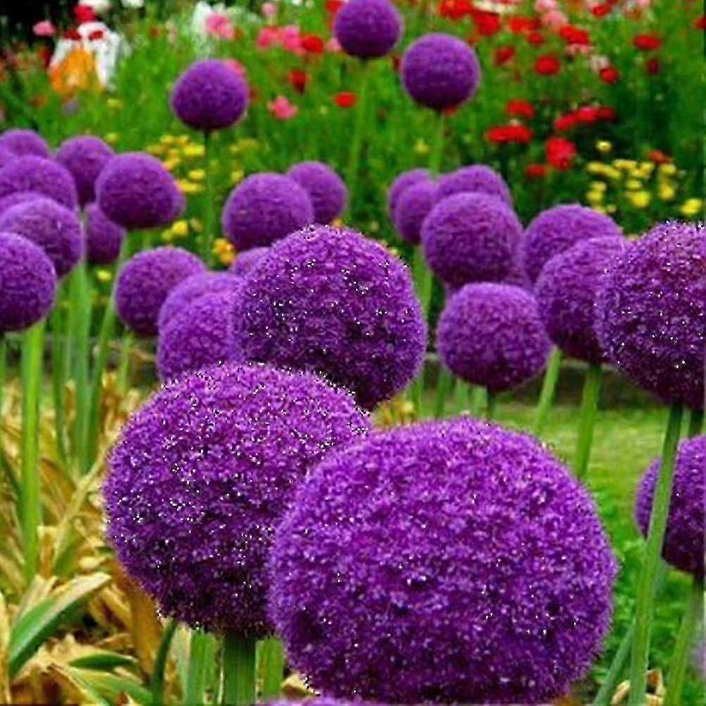 100 kpl jättiläinen S Allium Gieum -kukkakasvi Etusivu En R-