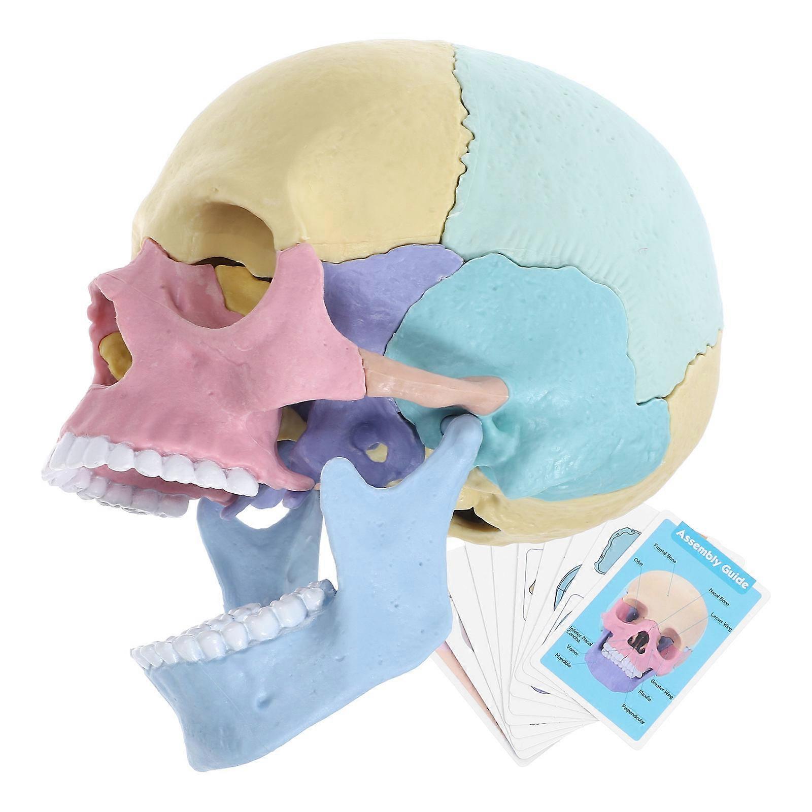 Colored Skull Assembly Human Anatomy Skull Model for Students
