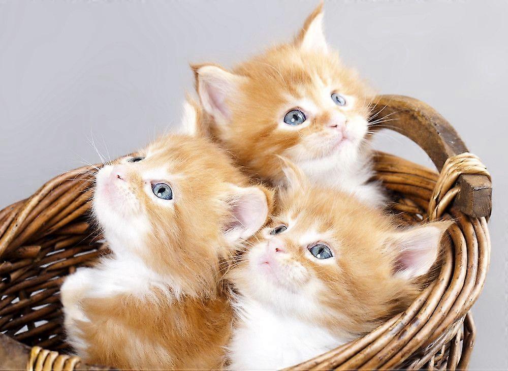Quebra-cabeças de gatinhos TD310